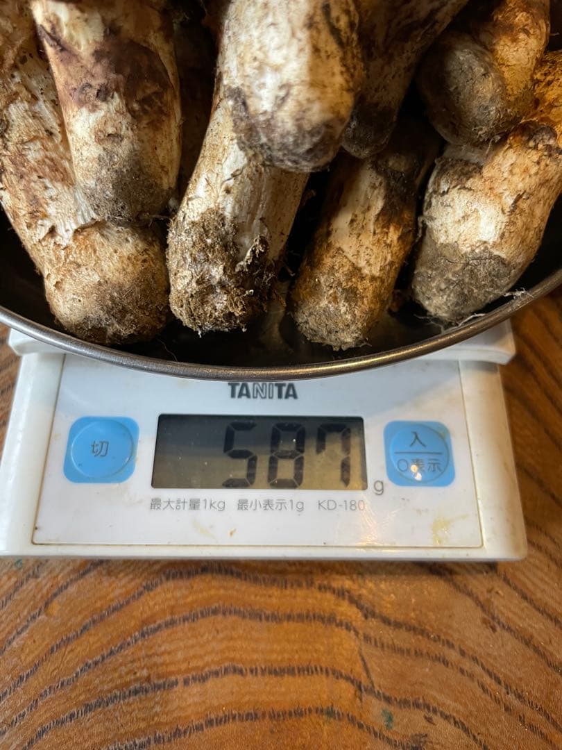 10/14 お得‼️南信州松茸　587g キズ　曲がりあり