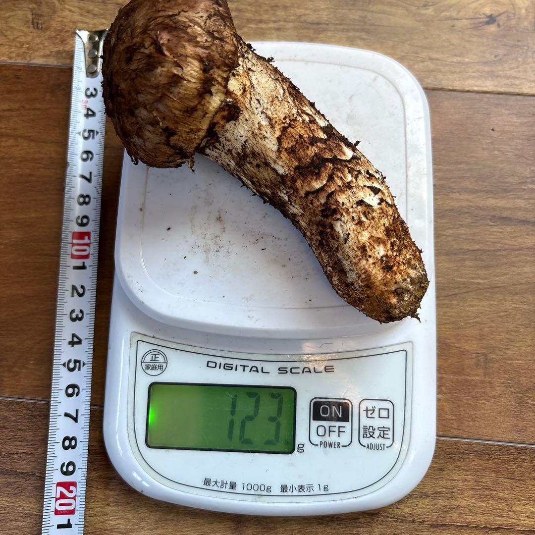 長野県南信州産‼️極上松茸 大　1本123g 10/28朝採れ