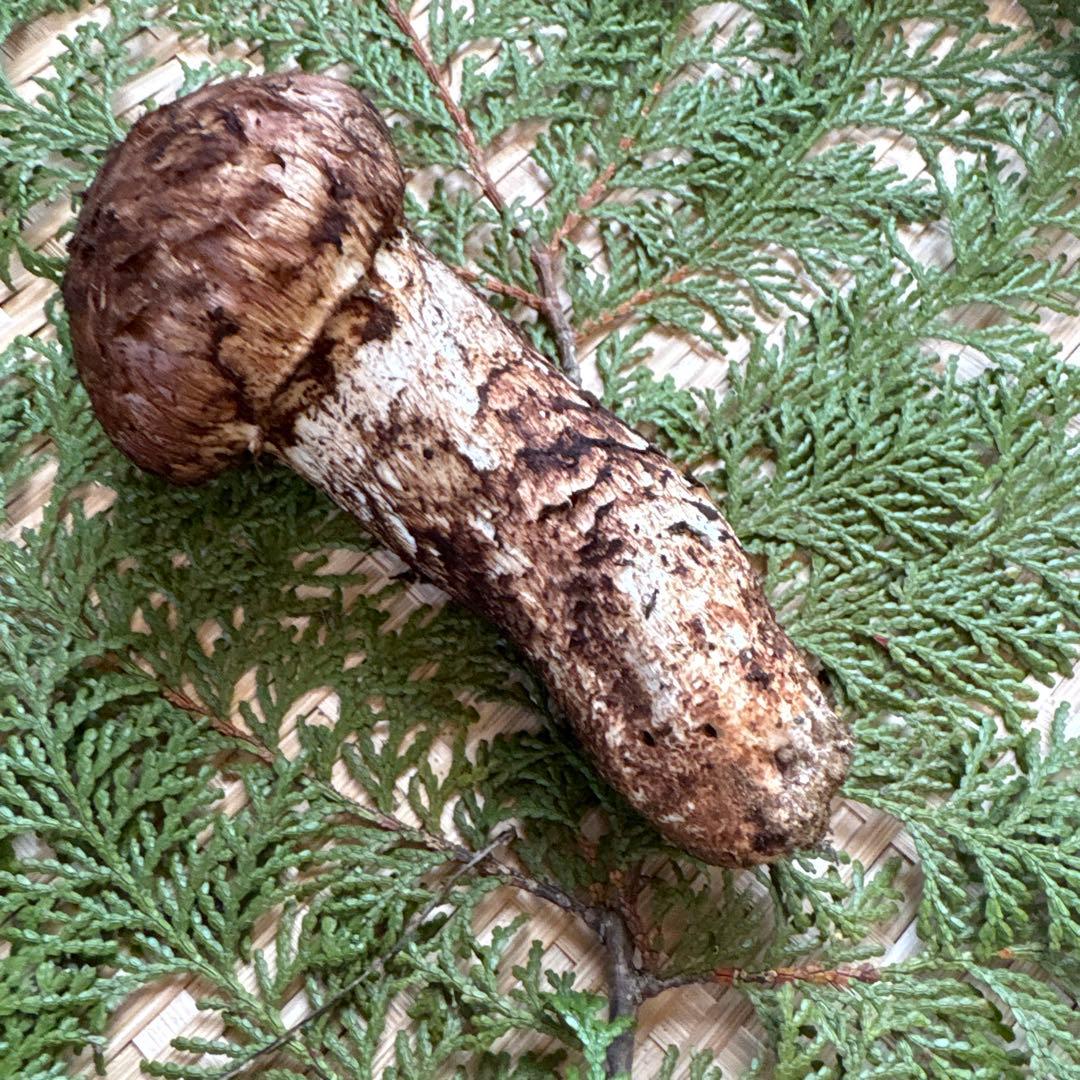 長野県南信州産‼️極上松茸 大　1本123g 10/28朝採れ