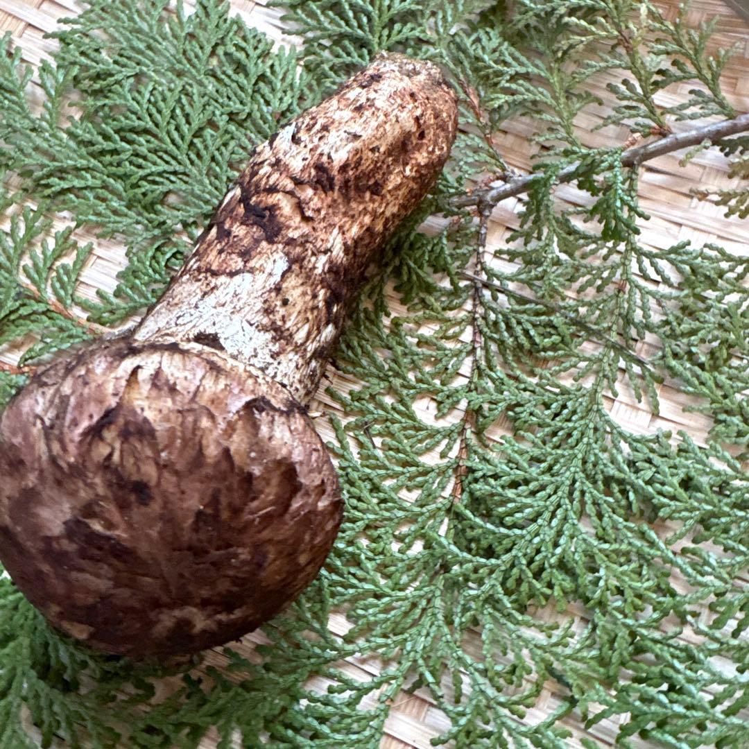 長野県南信州産‼️極上松茸 大　1本123g 10/28朝採れ