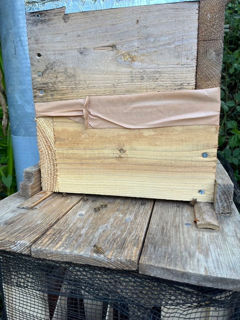 残り10kg/日本蜜蜂ハチミツ/百花蜜/1kg×2本/【最終値下げ】