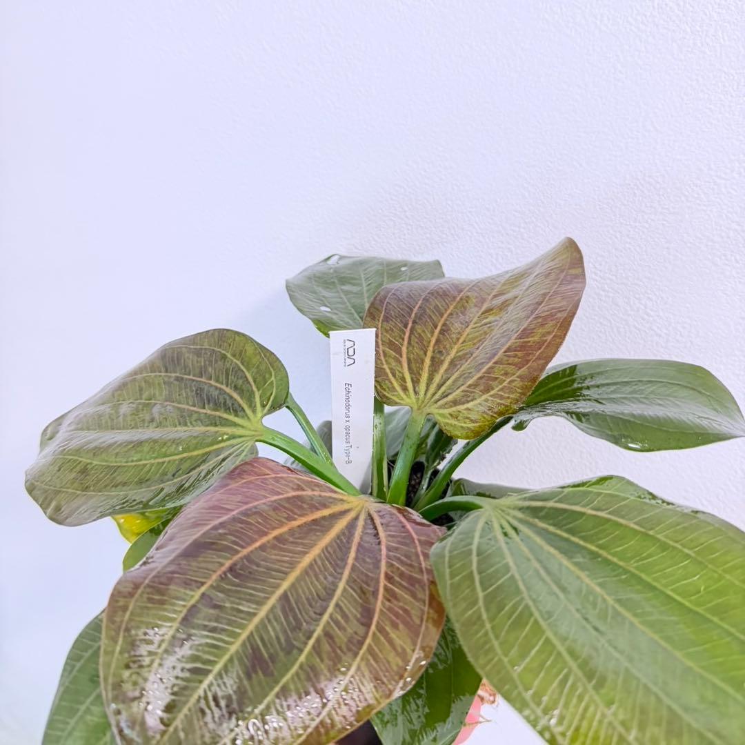 【お値下げしました】大株！ADA エキノドルス・オパクス　タイプB