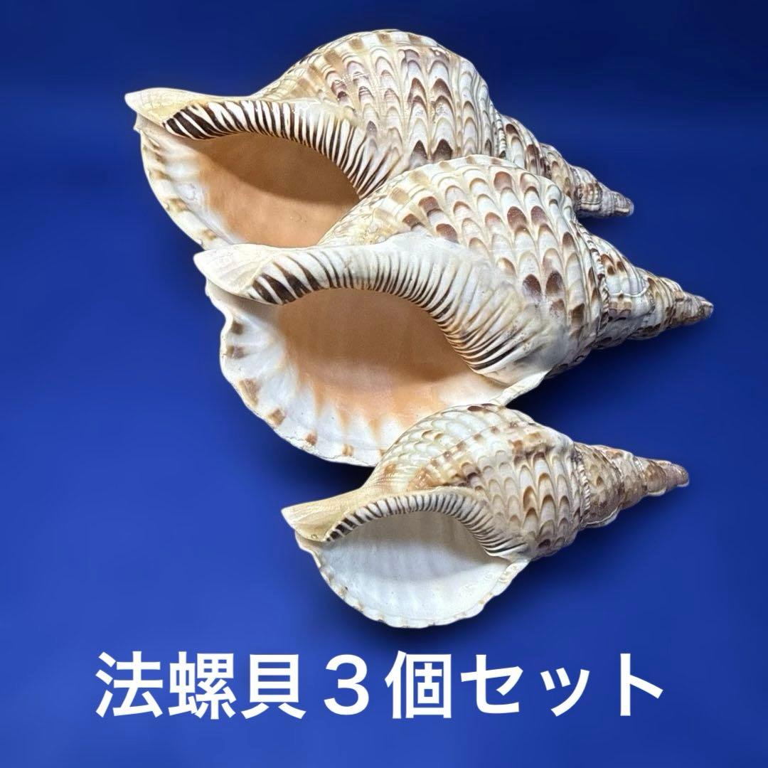 開運白龍様 リクエスト 2点 まとめ商品