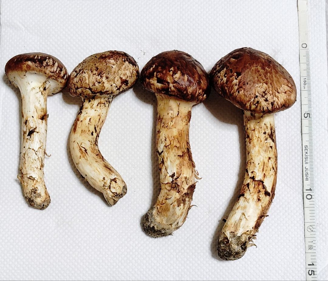 山形県産　松茸　180g　つぼみ　5本　国産　マツタケ