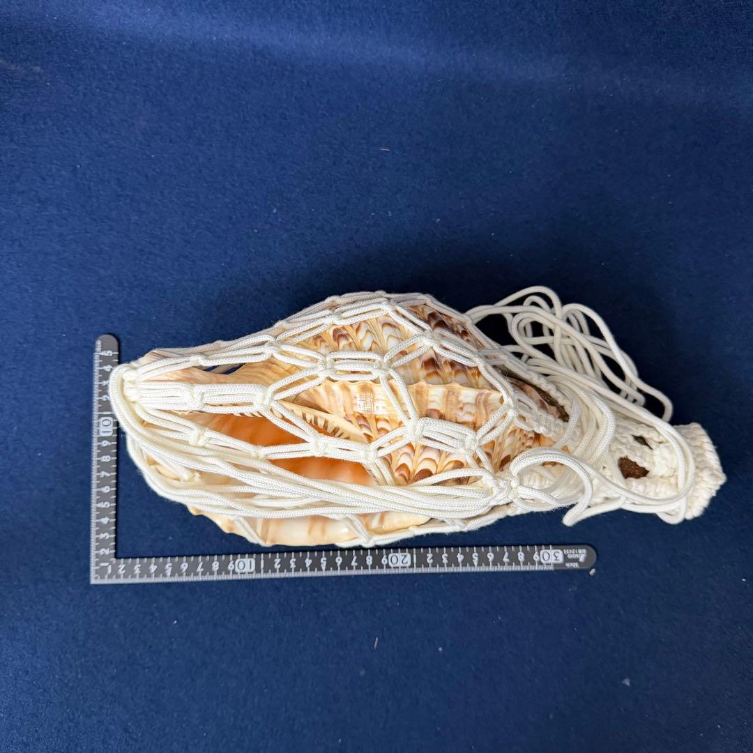 ③特大 ホラ貝 法螺貝 螺貝 ラッパ 雅楽 和楽器 古玩 旧家 蔵出 骨董品
