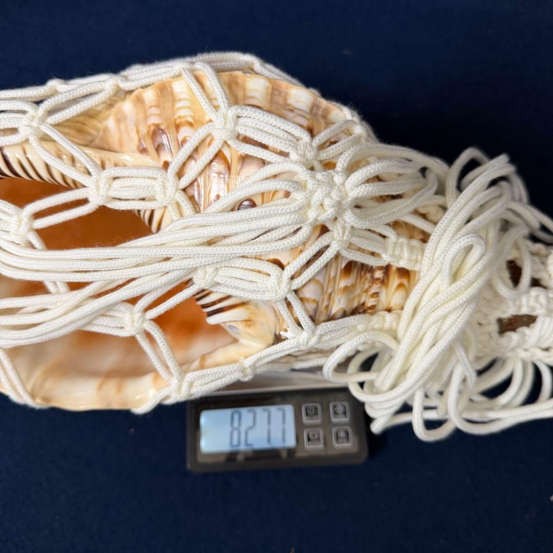 ③特大 ホラ貝 法螺貝 螺貝 ラッパ 雅楽 和楽器 古玩 旧家 蔵出 骨董品