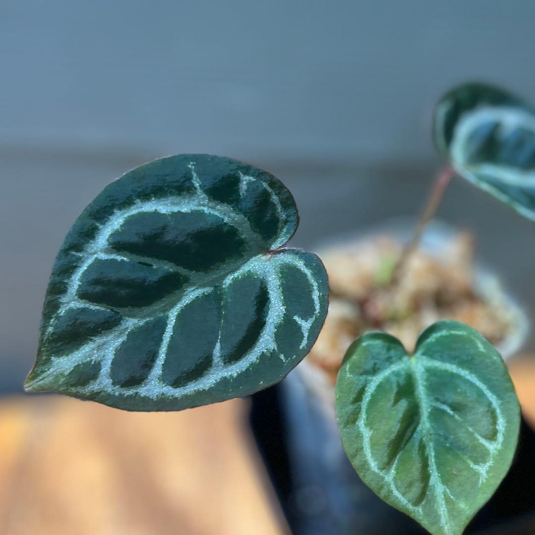 h*3様 Anthurium Mystic A88 良個体　レア　株分個体　②