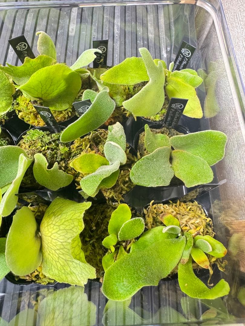 ビカクシダ　15種