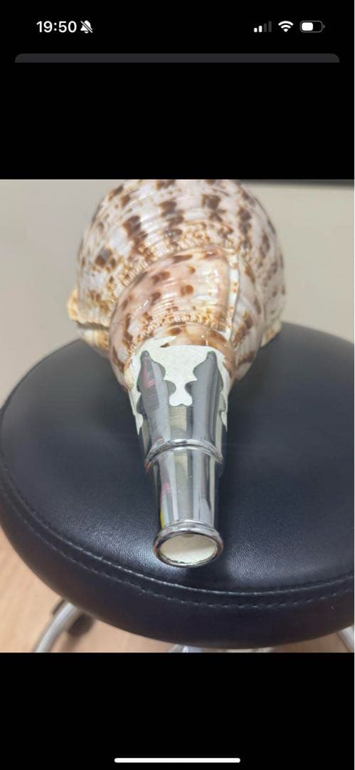 沖縄　法螺貝　貝殻楽器 中型　長さ40cm