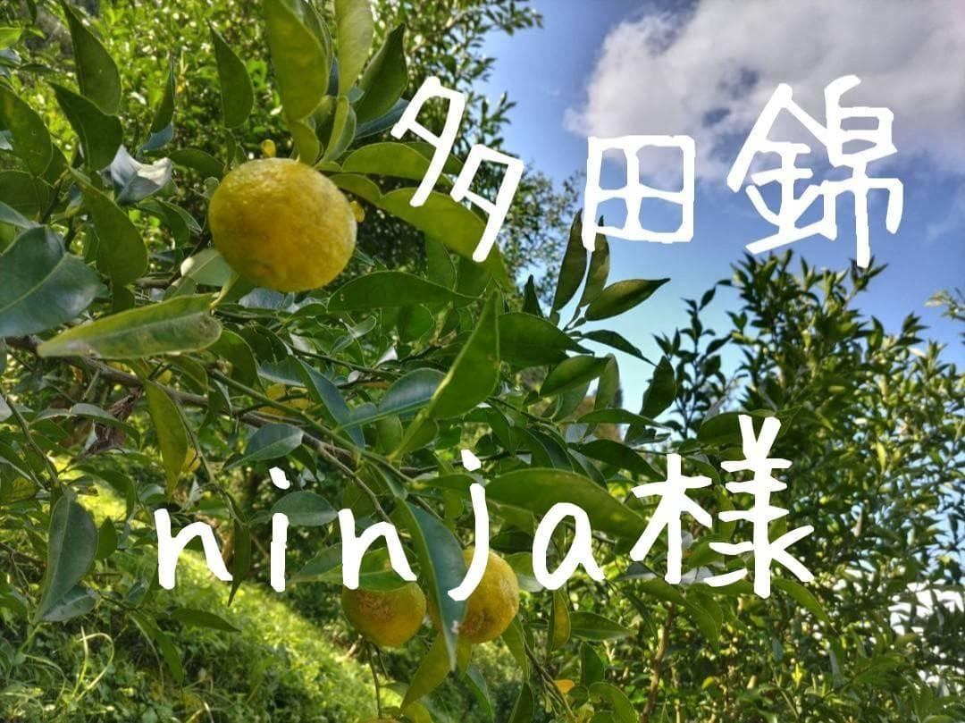 ninja様　多田錦(種無し柚子)12kg　農薬不使用