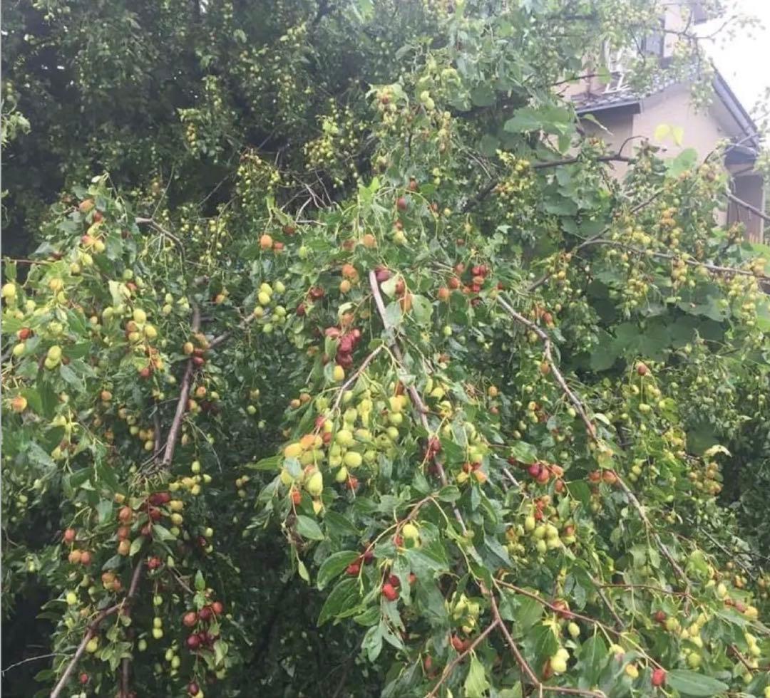 乾燥ナツメ国産種あり７２０グラムx４ツ