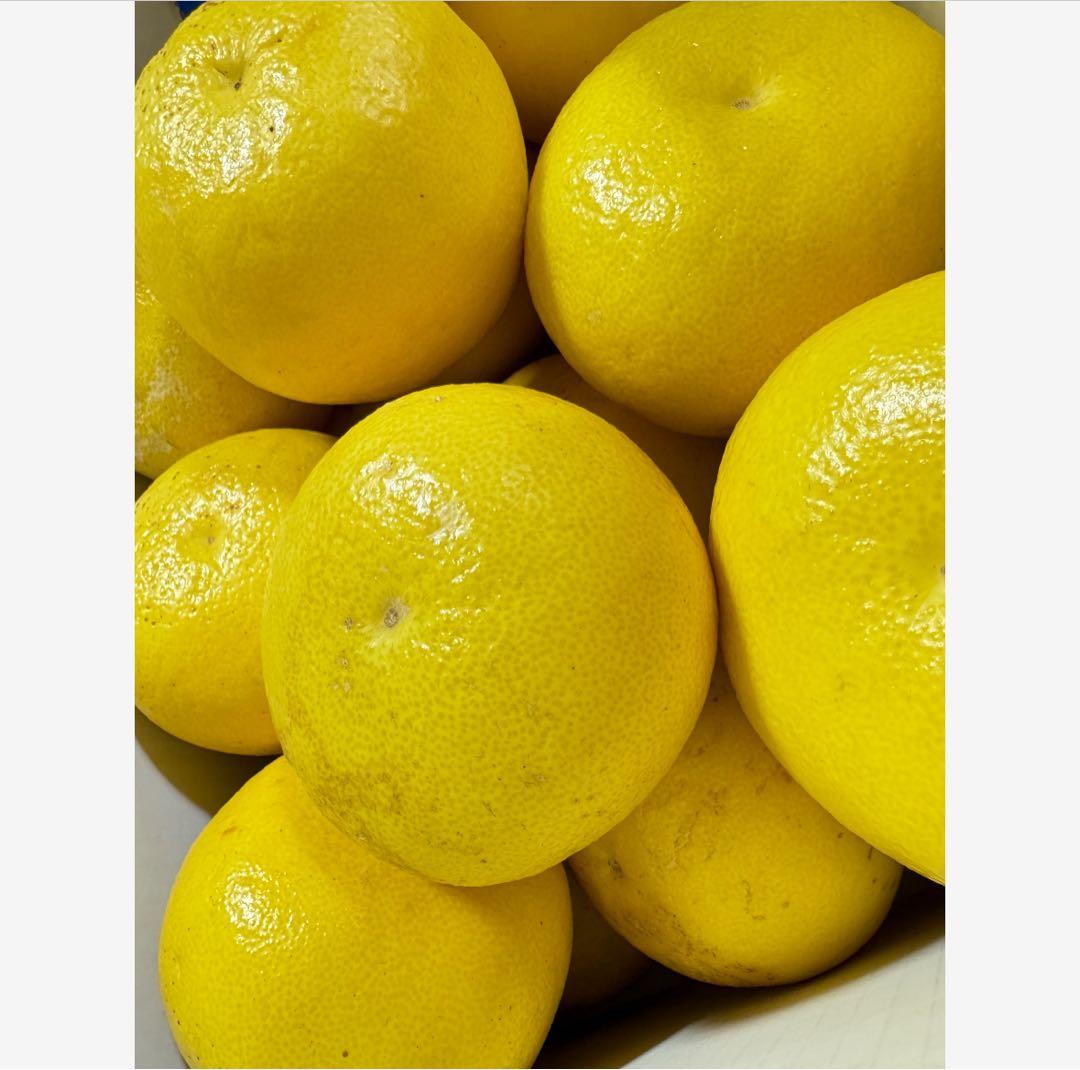 44高知特産 露地栽培 土佐文旦 3L4L文旦 約20kg 大玉 サイズ