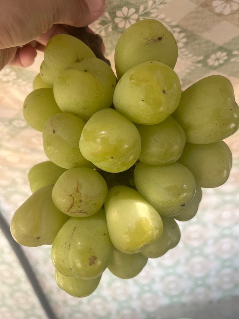 バイオレットキング4キロ