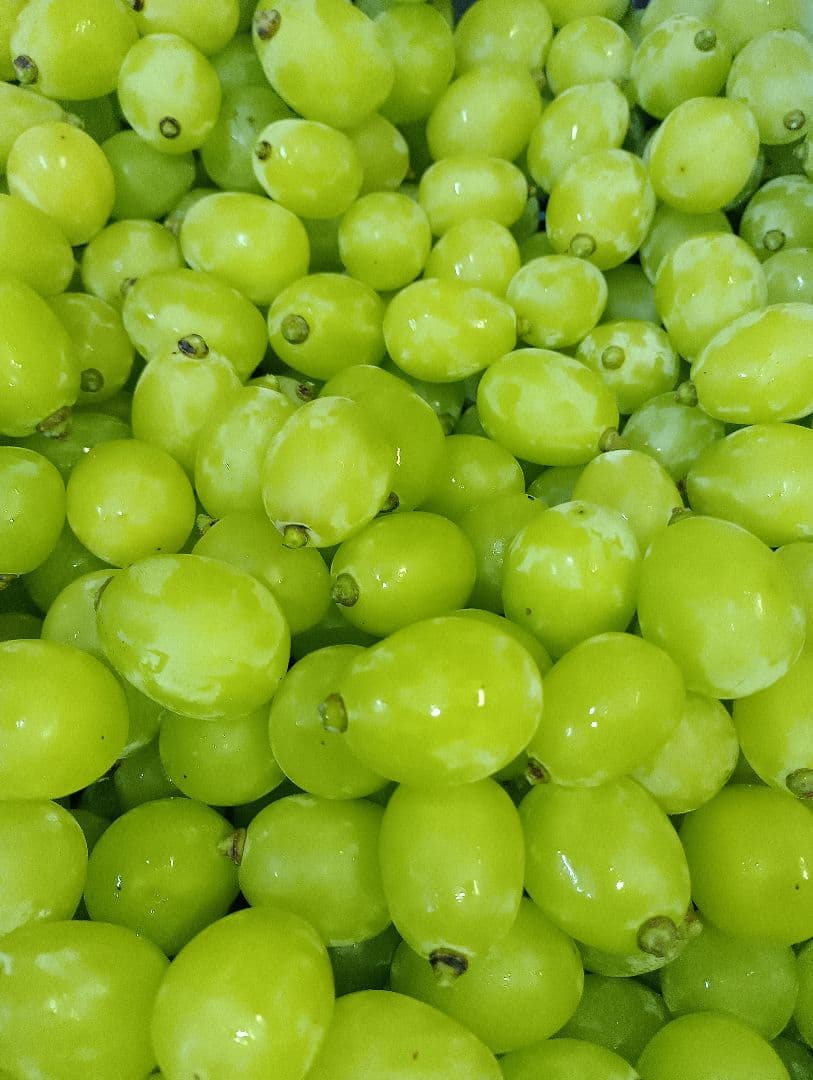 シャインマスカット大粒グリーン多め入り5キロ粒パック入りになります。