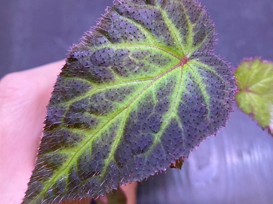 Mumu様 リクエスト 3点 まとめ商品