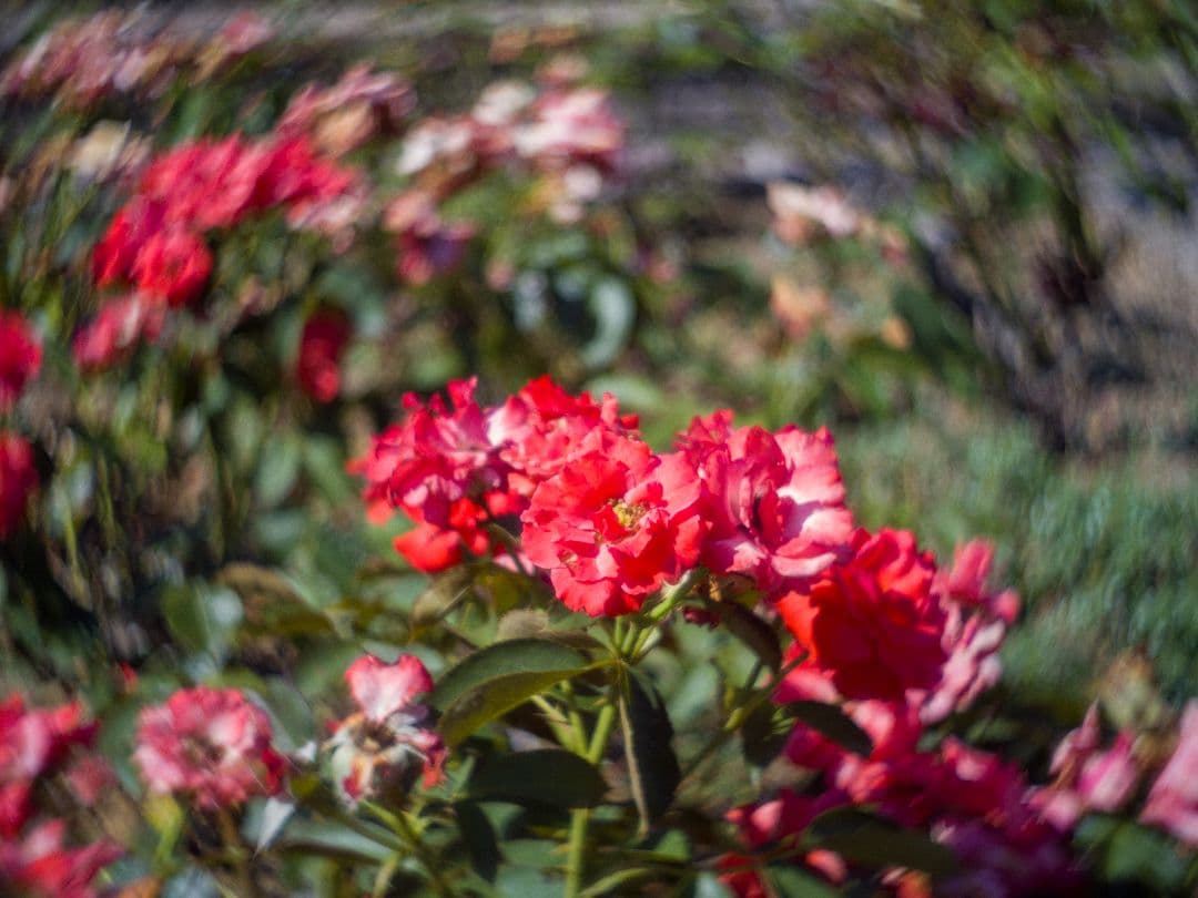 ズノー　ZUNOW-ELMO　13mm/f1.1 Dマウントシネレンズ:作例あり