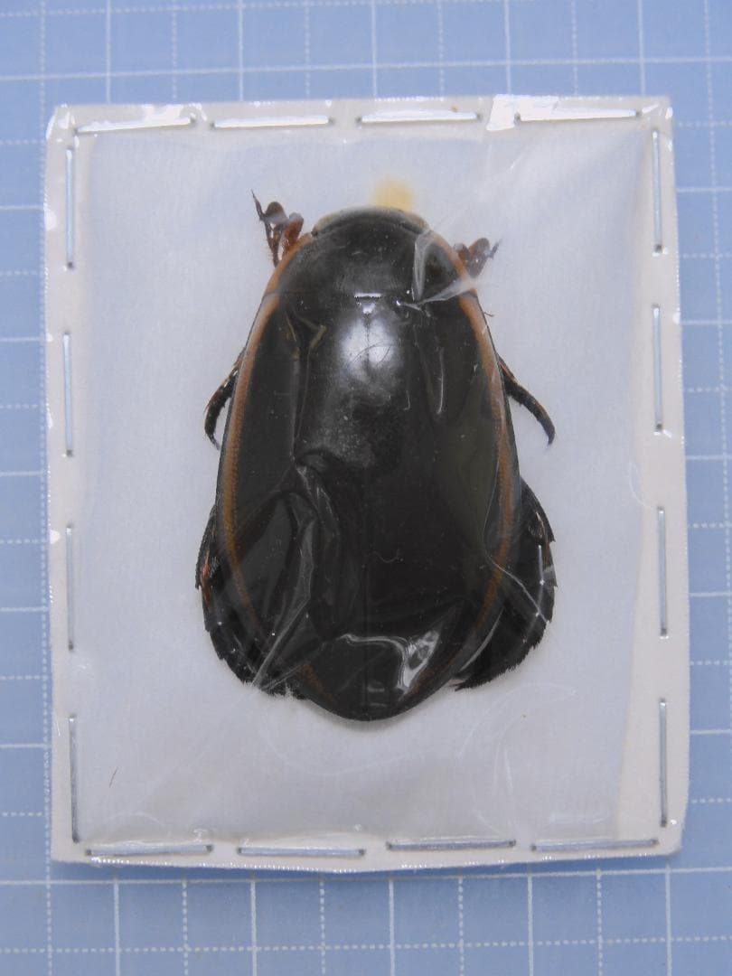 標本 Taiwan Dytiscoidae sp.37mm