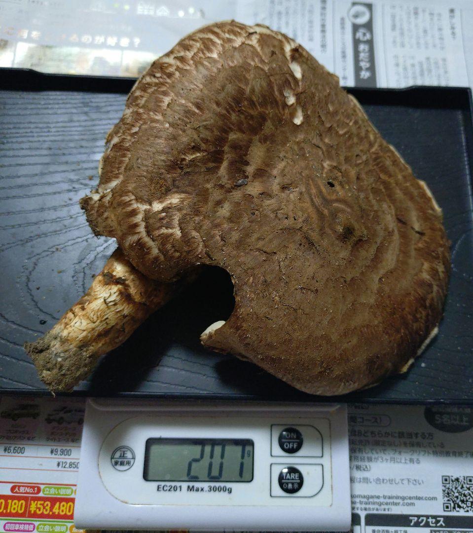 長野県　南信州産　松茸　207g