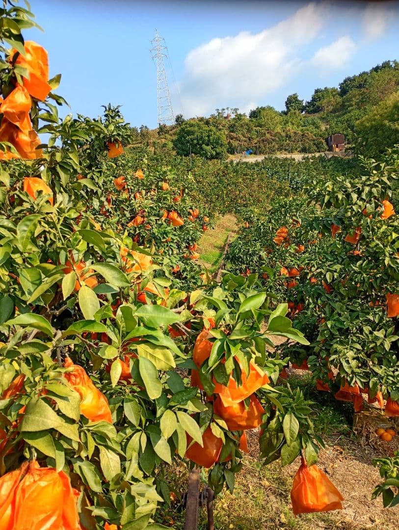 379愛果 まどんな 家庭用 10kg