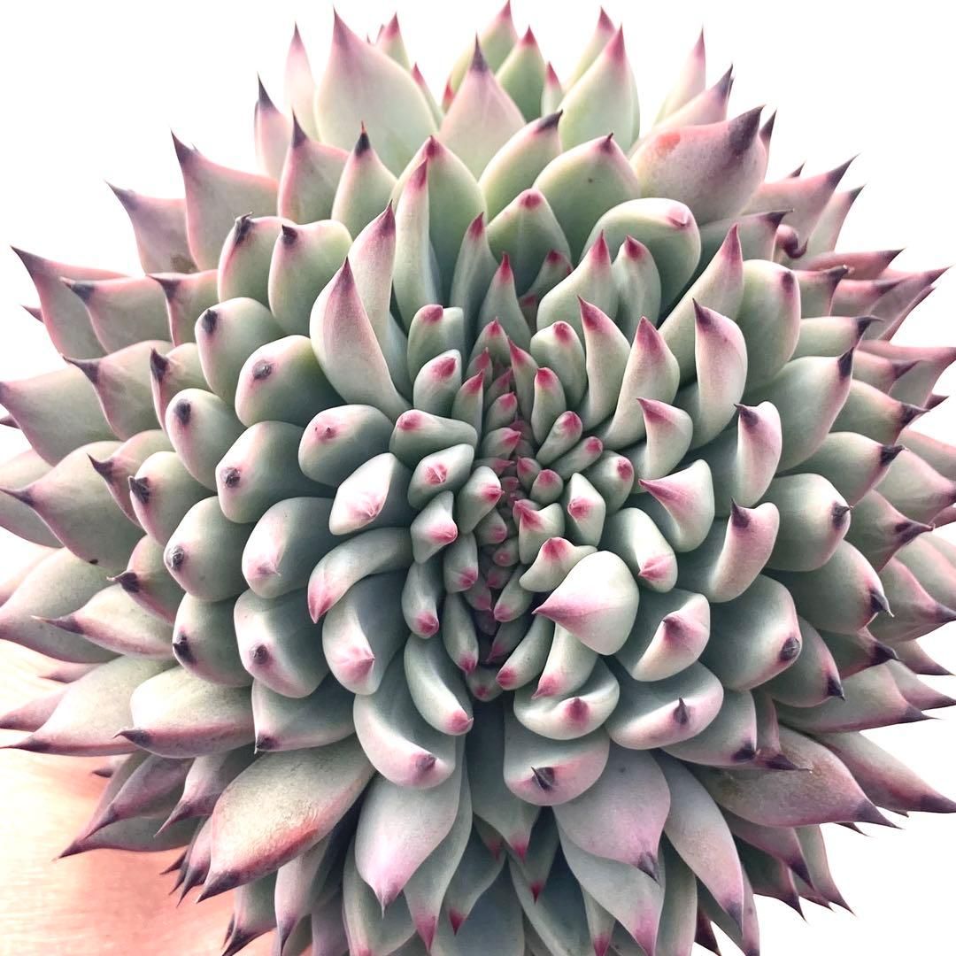 【激レア綴化苗】ミックスベリア 紫紺の矢 多肉植物 おらいさん 自家繁殖苗