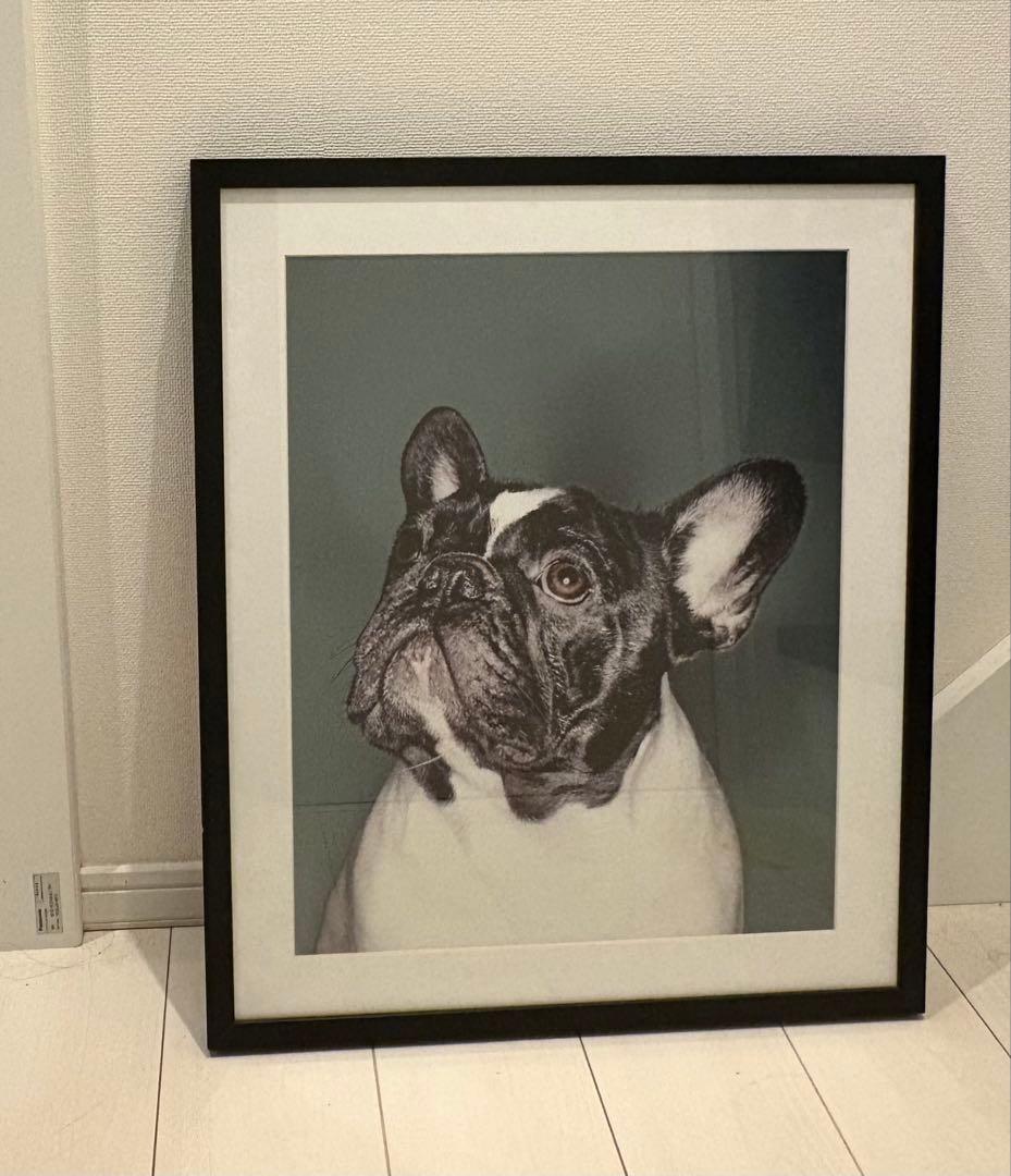 パグ アートフォト「What's up？」デンマーク　レア