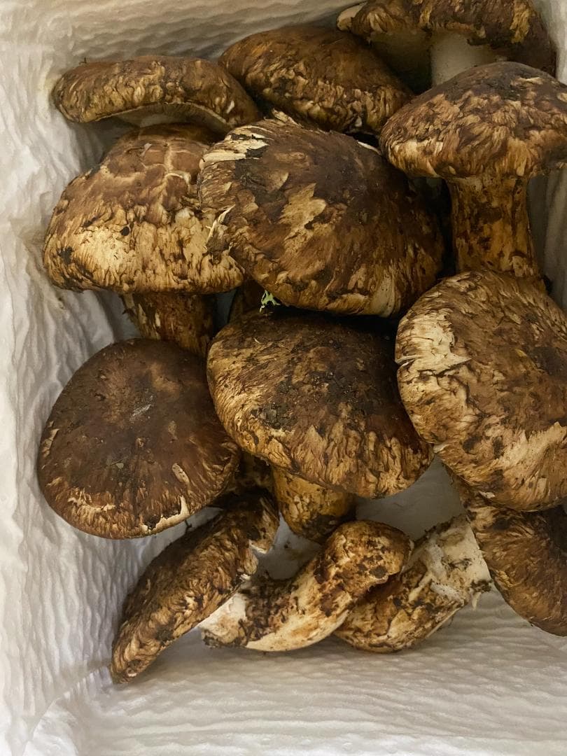 フレッシュ松茸・季節品１ｋｇ