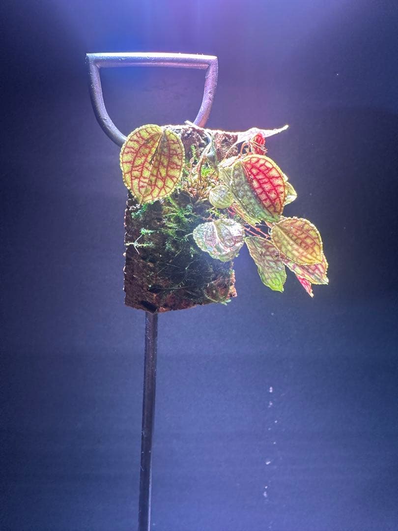 lepanthes calodictyon人気種 レパンテス原種洋蘭