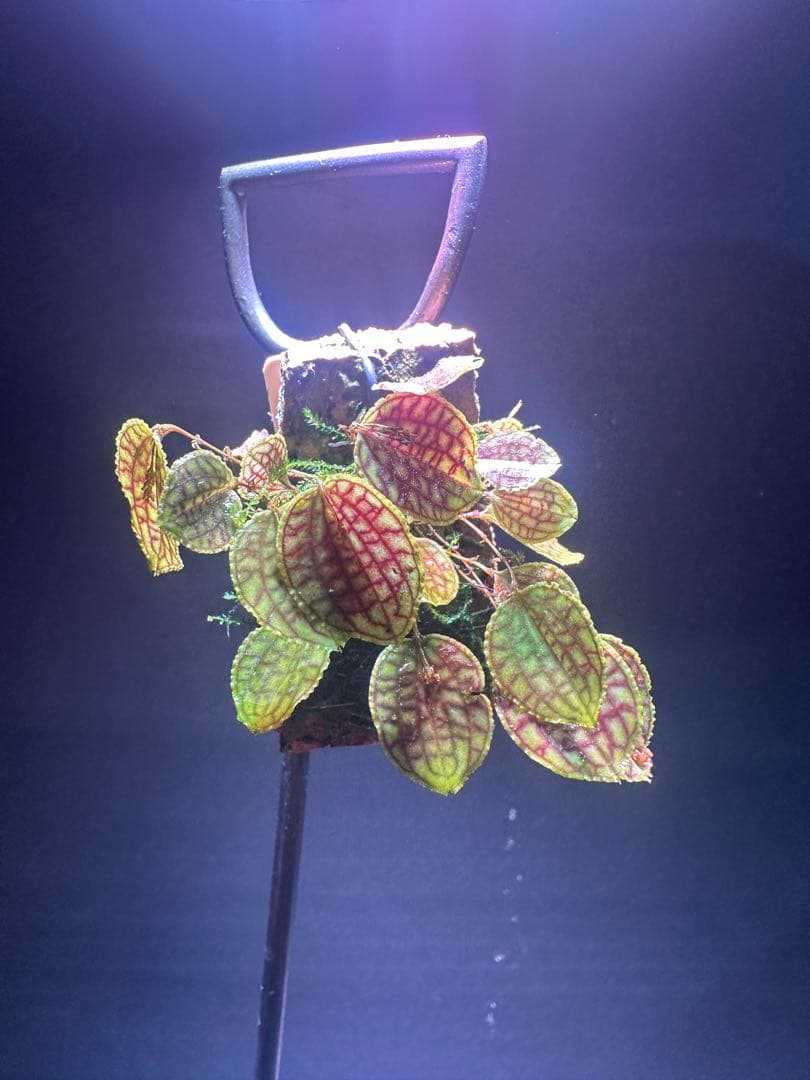 lepanthes calodictyon人気種 レパンテス原種洋蘭