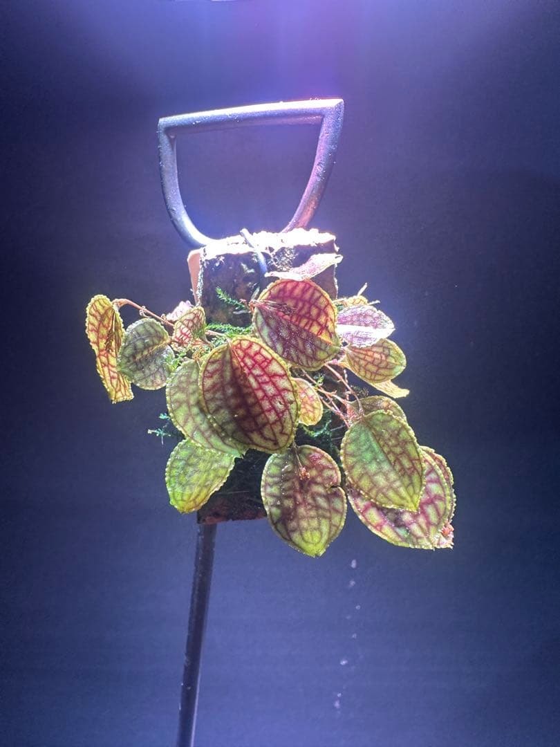 lepanthes calodictyon人気種 レパンテス原種洋蘭