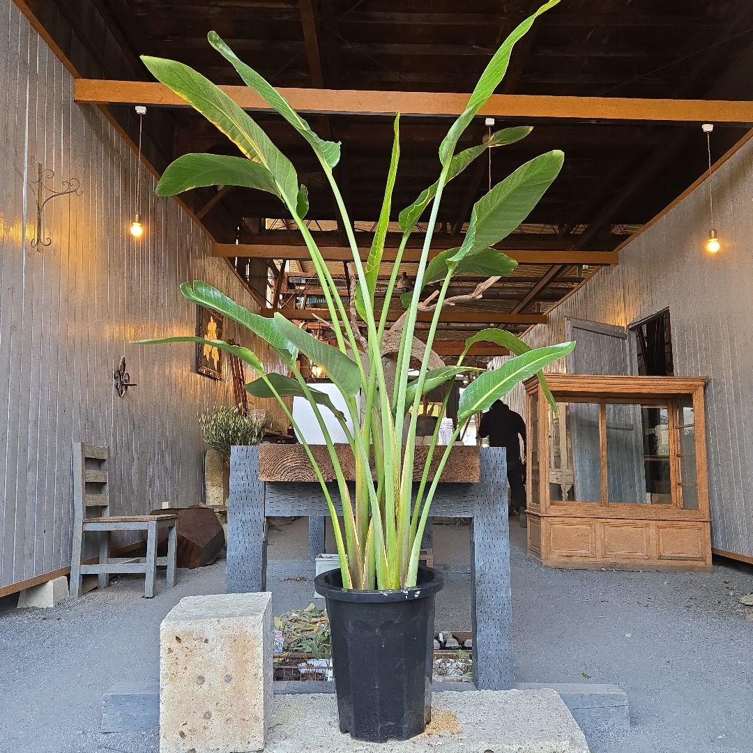 ②　ストレリチアオーガスタ　10号　特大苗木最高等級極上品‼️