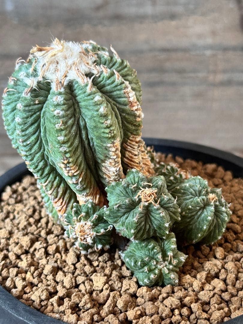 【希少品種】花籠 Aztekium ritteri アズテキウム リッテリー