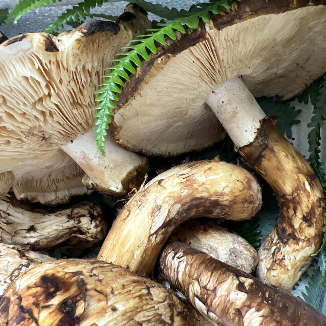 超新鮮中国産松茸 6本入り 約1キロ入り 良い香り！ひらき！