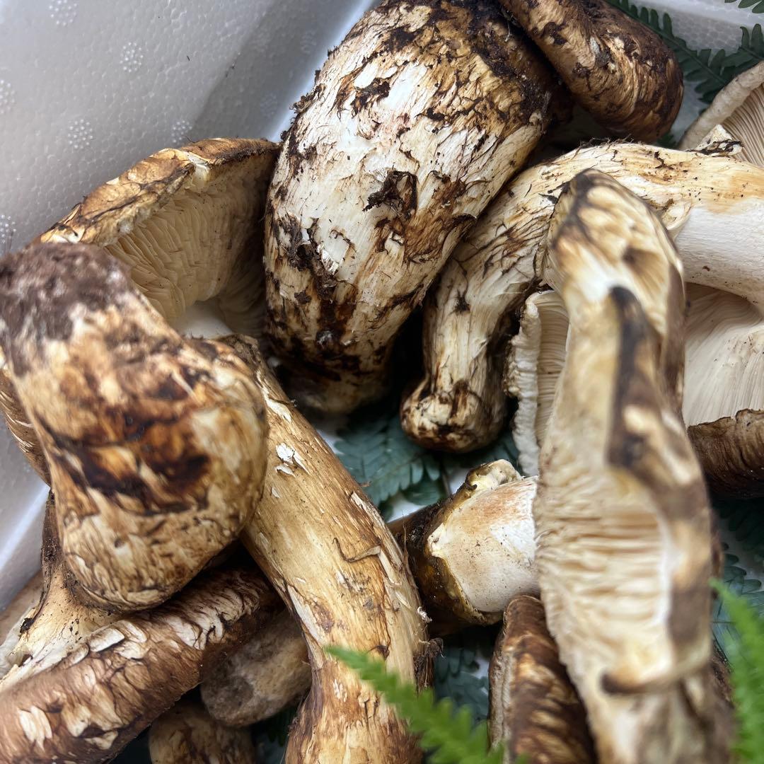 超新鮮中国産松茸 6本入り 約1キロ入り 良い香り！ひらき！