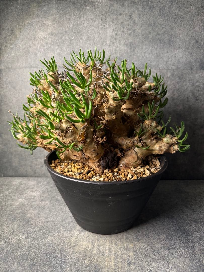 チレコドン　レティキュラータス　万物想　現地球　発根済み　大株　現16