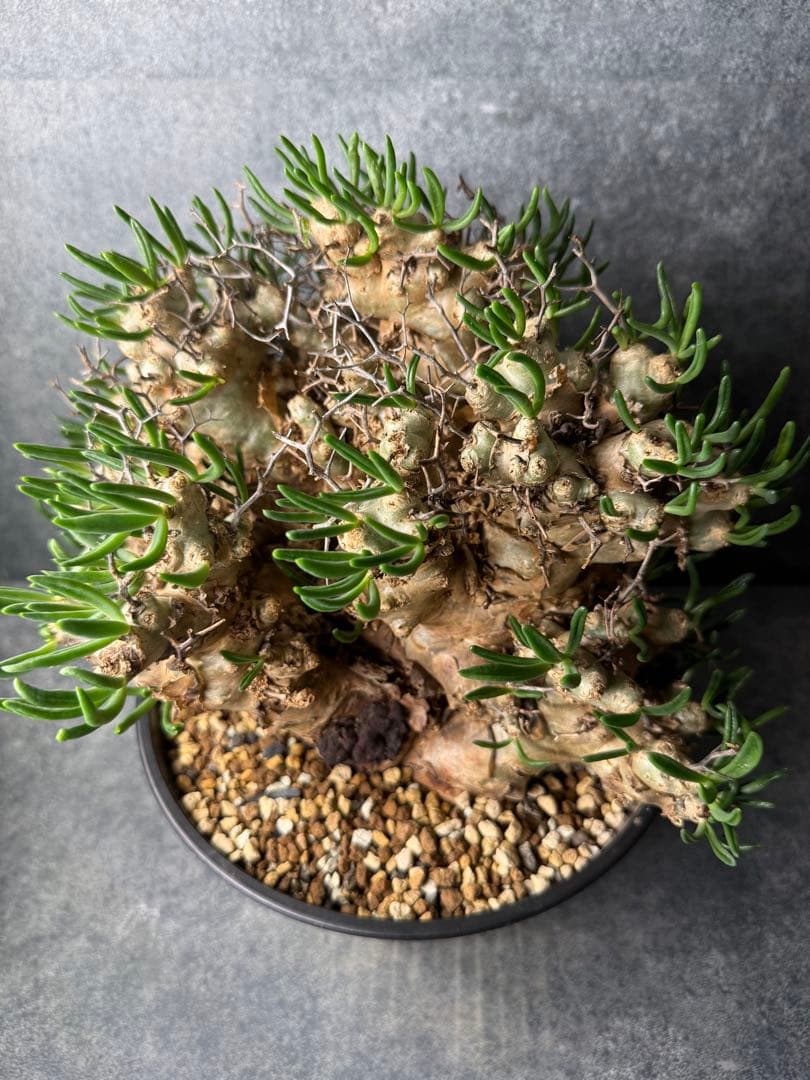 チレコドン　レティキュラータス　万物想　現地球　発根済み　大株　現16