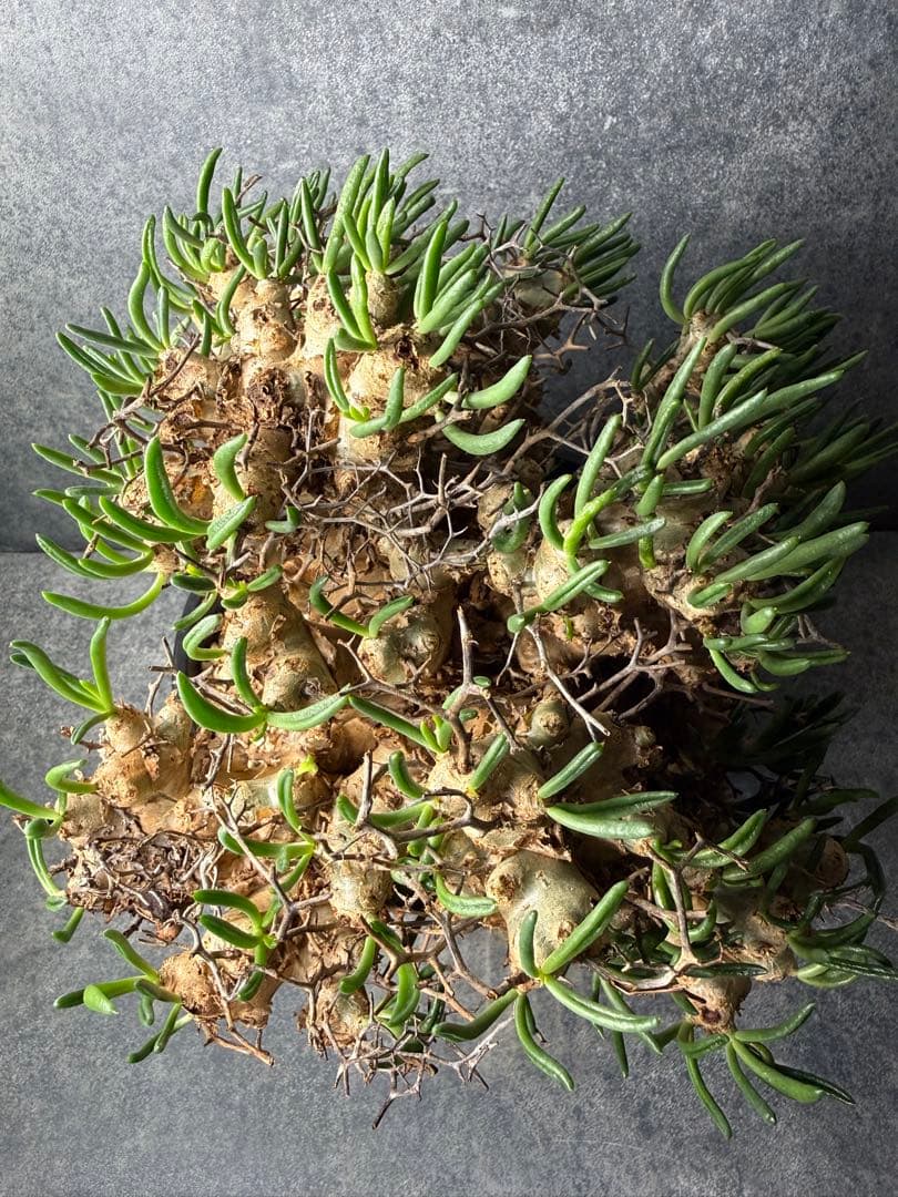 チレコドン　レティキュラータス　万物想　現地球　発根済み　大株　現16