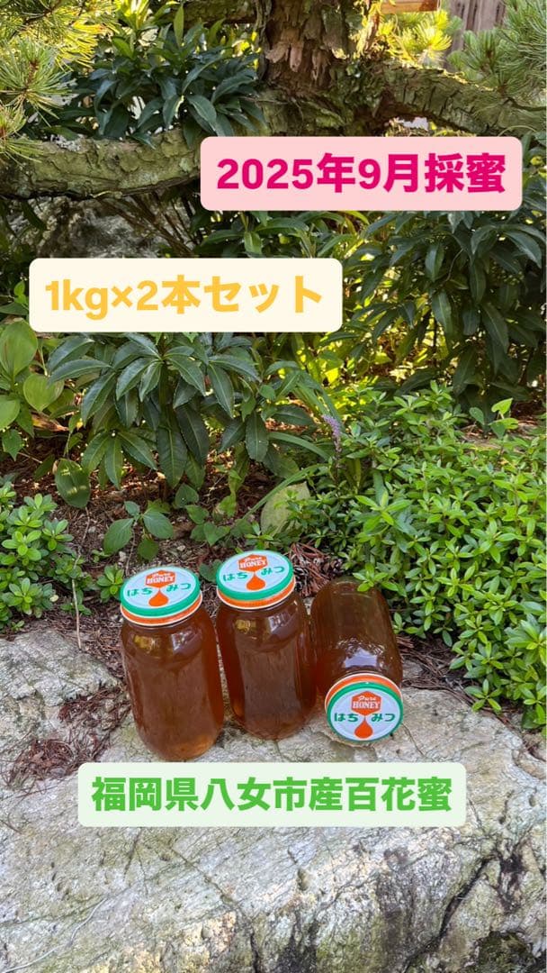 限定20kg/日本蜜蜂ハチミツ/蜂蜜/百花蜜/1kg×2本【最終値下げ】