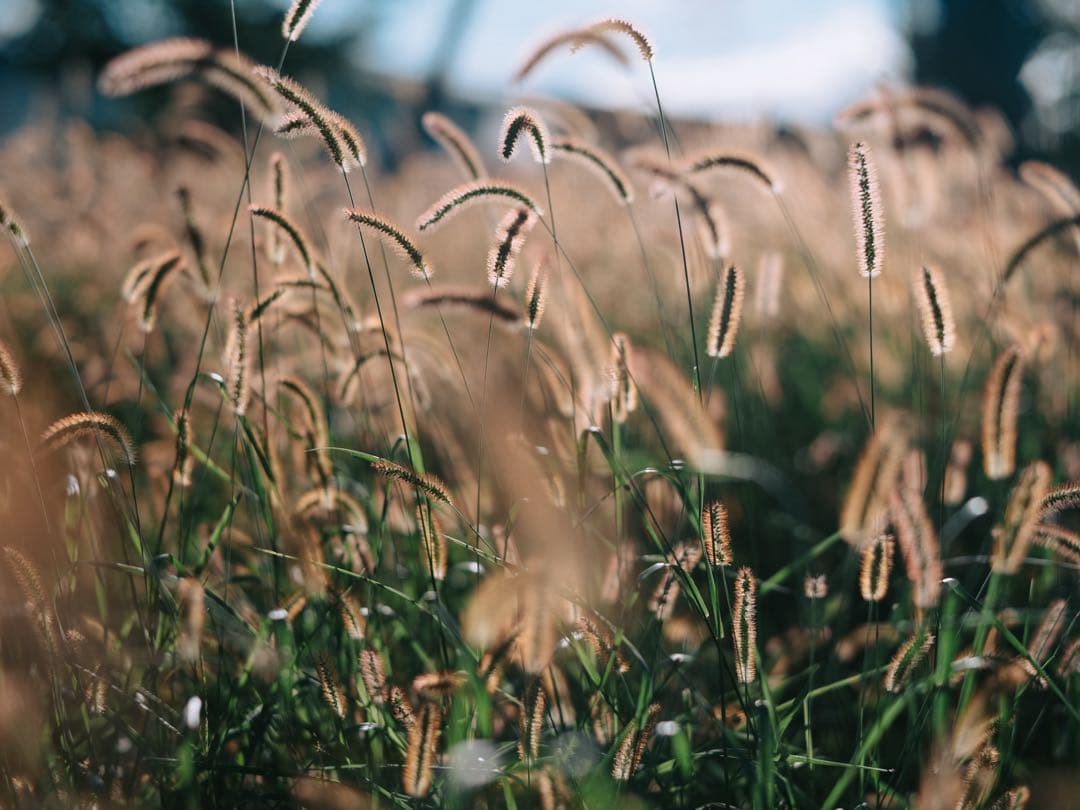 中一光学 65mm f1.4 Mitakon GFX speedmaster