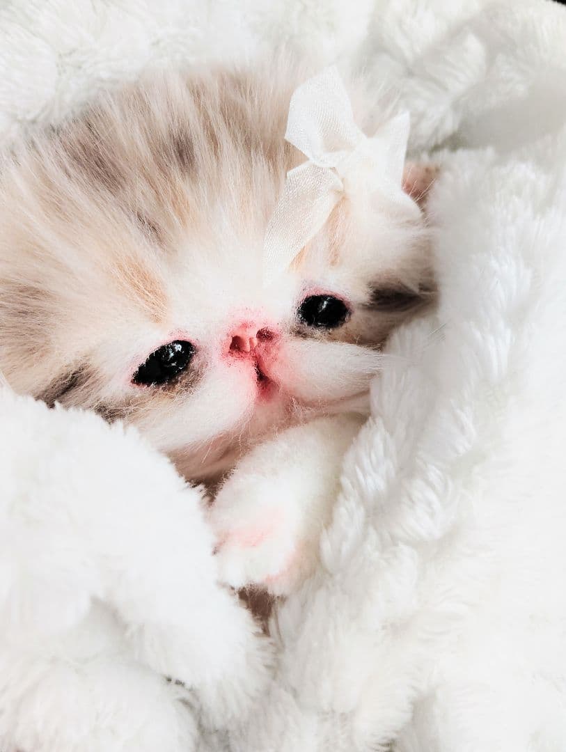 ベビー子猫♡お腹ぽっこりちゃん♡アートドール♡ぬいぐるみ♡