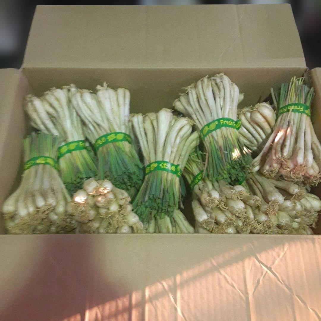 沖縄県産♪島らっきょう10㎏③