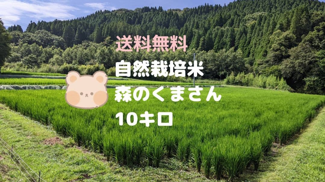 ★自然栽培米　玄米10kg　令和7年度　熊本県産　森のくまさん★