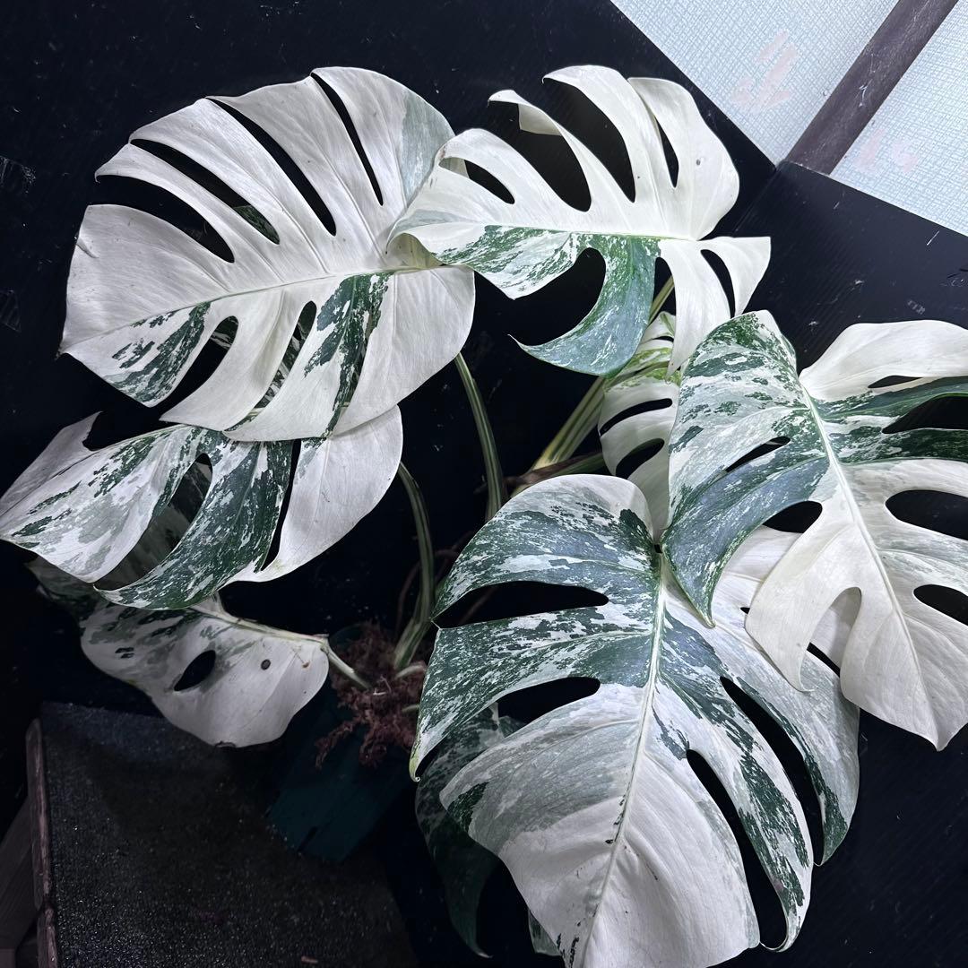 草*ん様 斑入りモンステラ ホワイトタイガー極美大株67cm白斑多