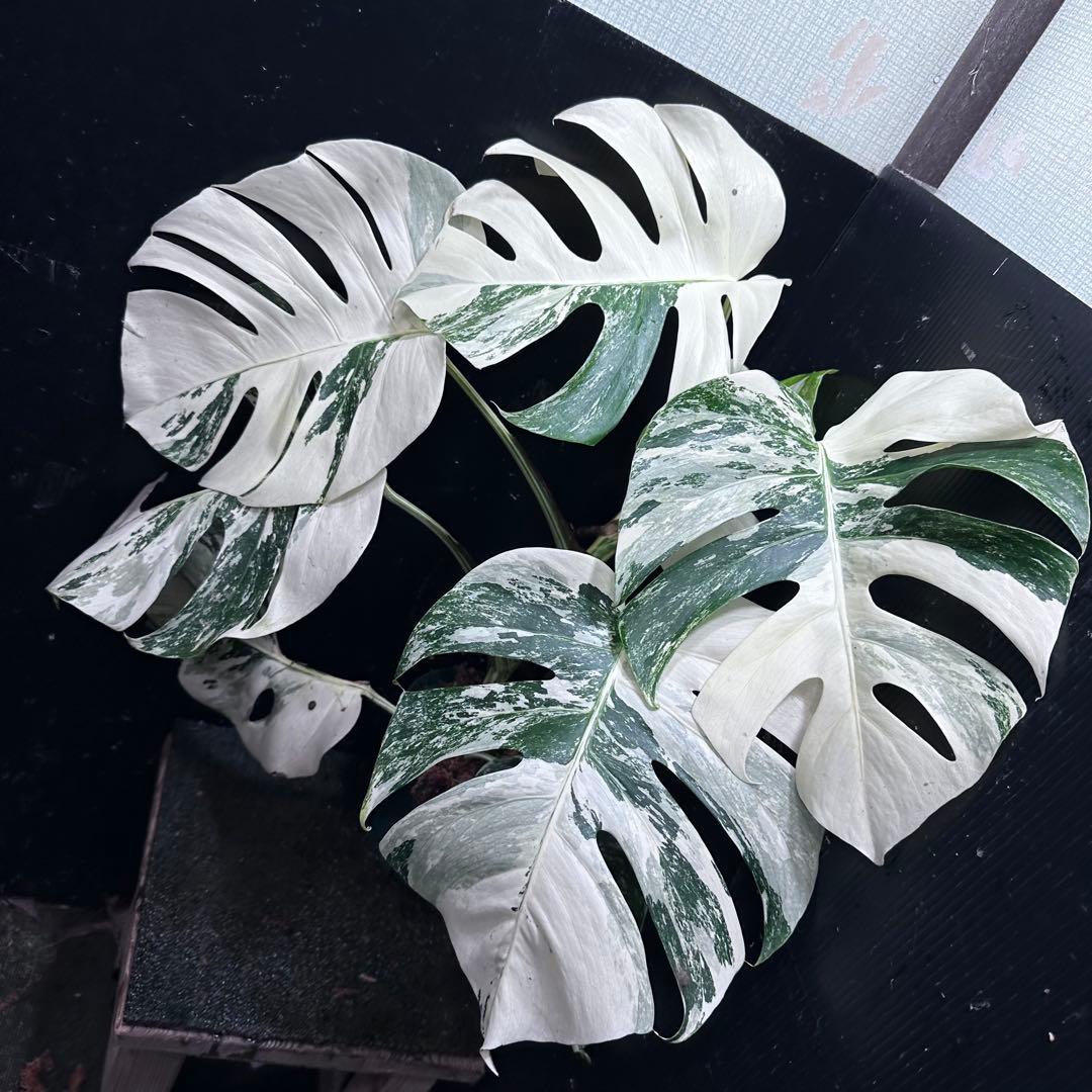 草*ん様 斑入りモンステラ ホワイトタイガー極美大株67cm白斑多