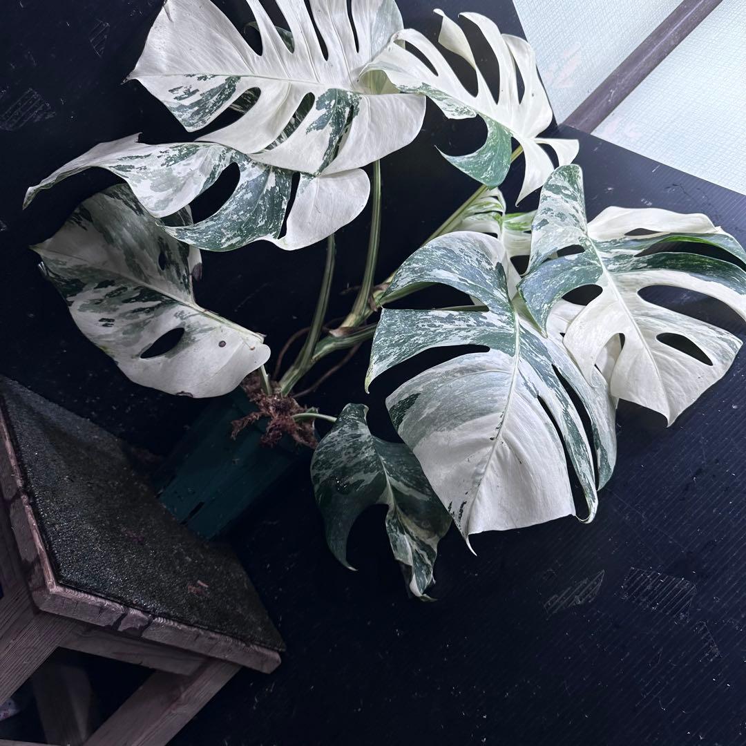 草*ん様 斑入りモンステラ ホワイトタイガー極美大株67cm白斑多