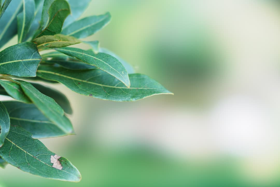 【唯一無二】SONY SEL100F28GM 単焦点　イルミの帝王