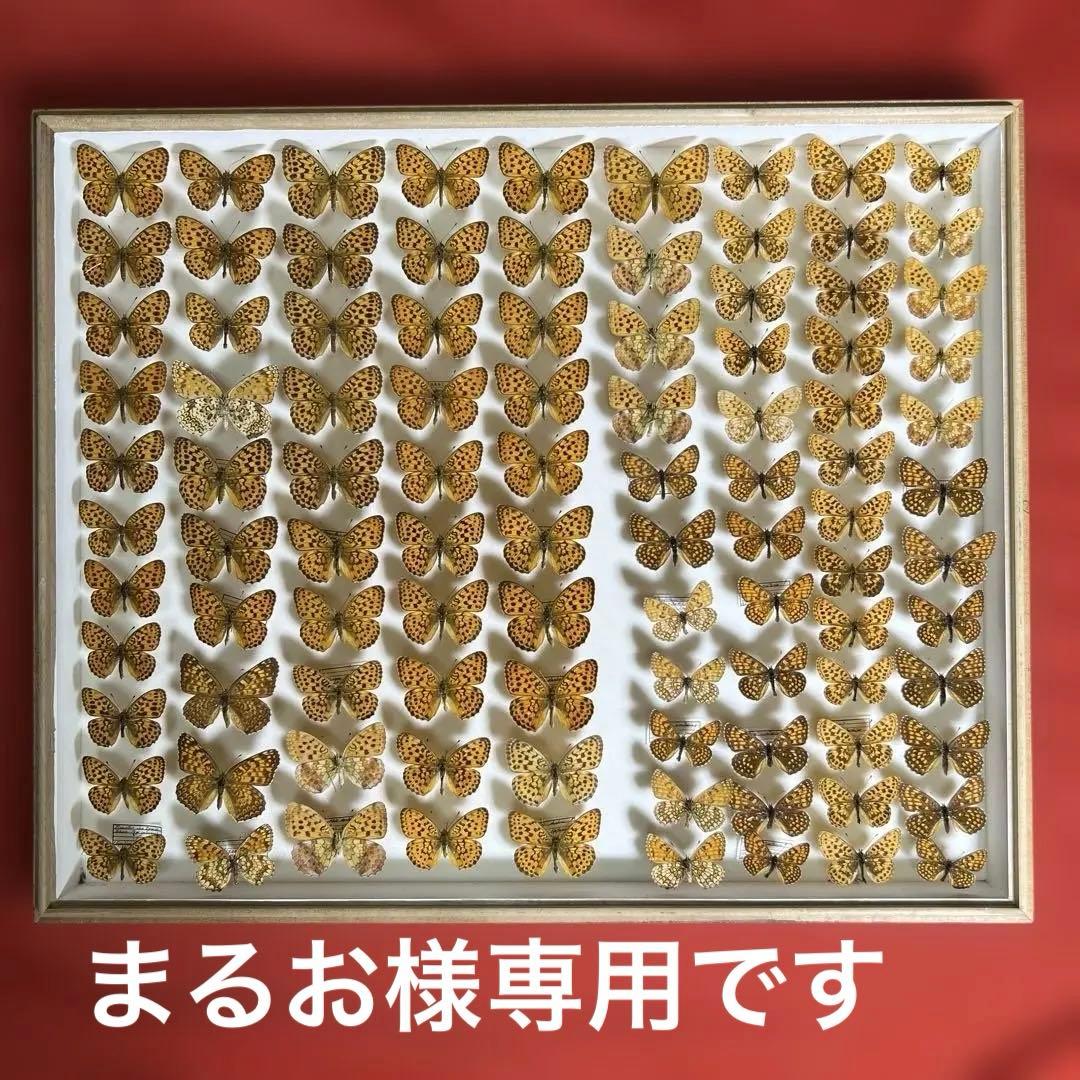 希少蝶標本ドイツガラス木箱現状品のみ41x50x6cm