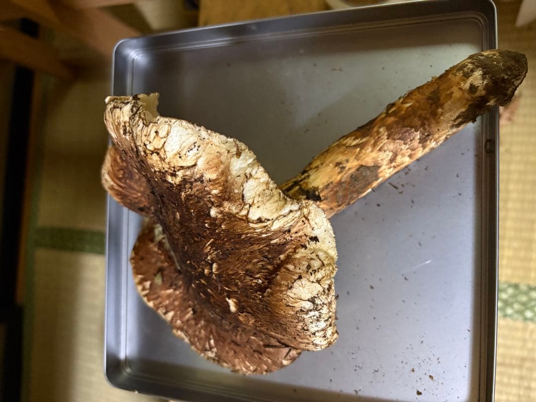 10/18 岩手県、松茸、335g！　最終値下げ