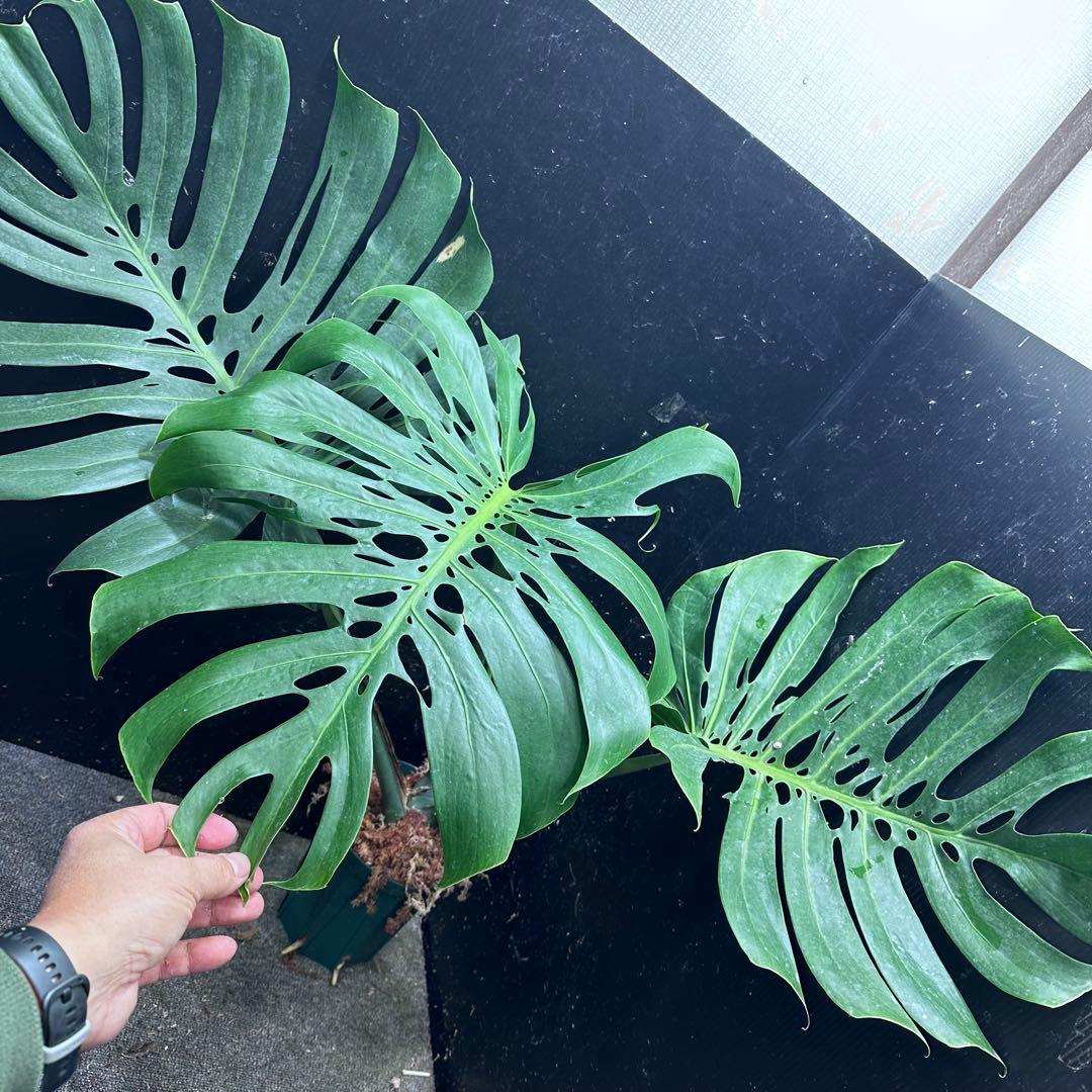 モンステラデリシオーサマクロコズム超希少系統鉢植え76㎝