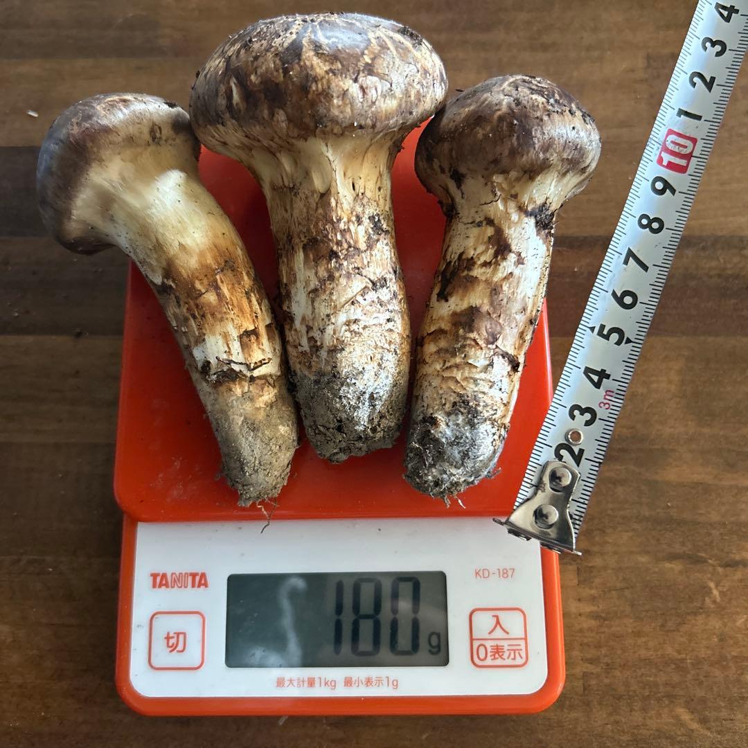 松茸　北海道産　10/18午後採取