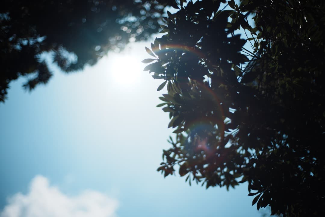 【極美品】Carl Zeiss Planar 50mm F1.4 MMJ 077